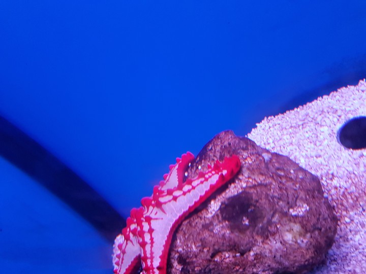 Patrick