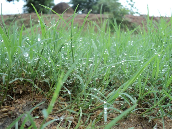 water drops.