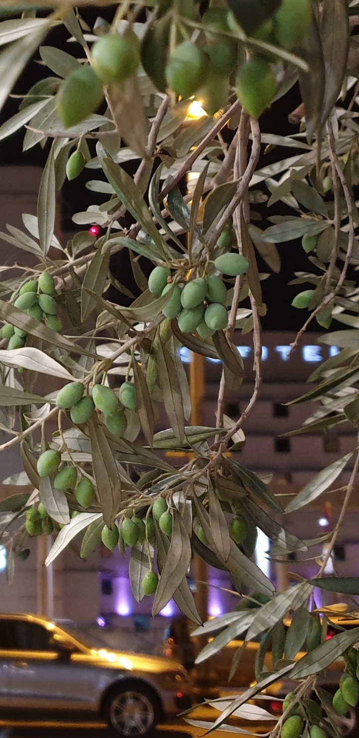 Olives night