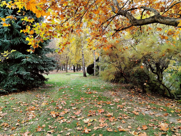 #autumn #fall #goldenleaves #nature