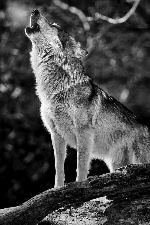 wolf