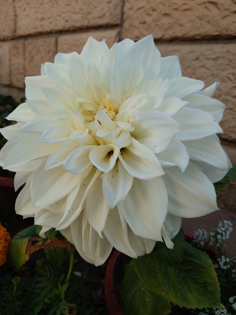 white falower