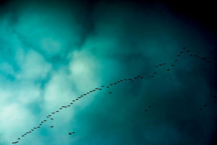 Birds, Oiseaux