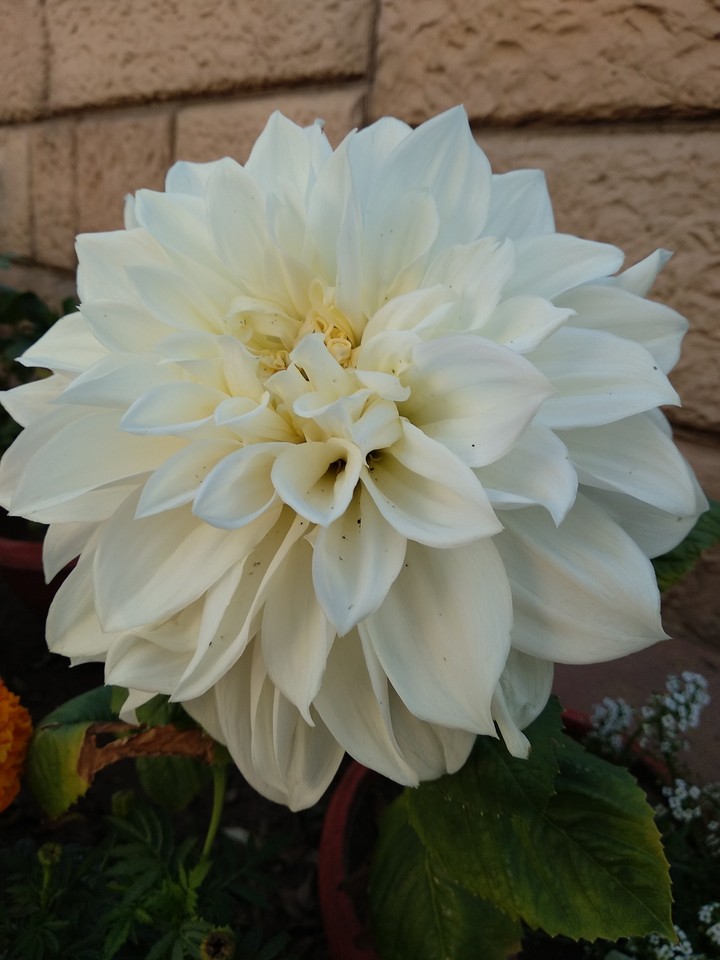 white falower