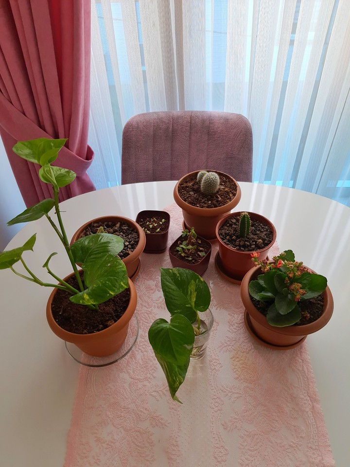 plants