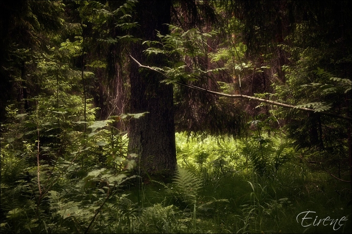 Reserved forest