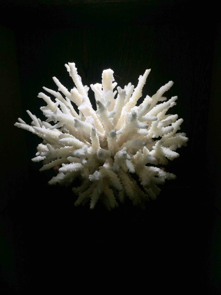 Corals