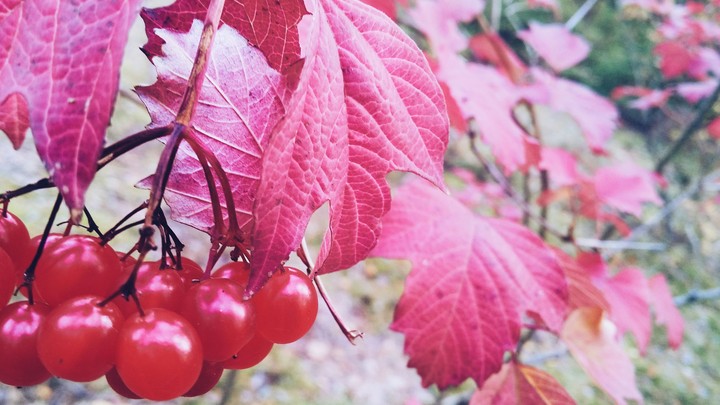 red berries
