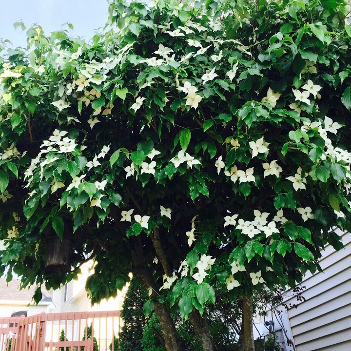 Star Flower Tree