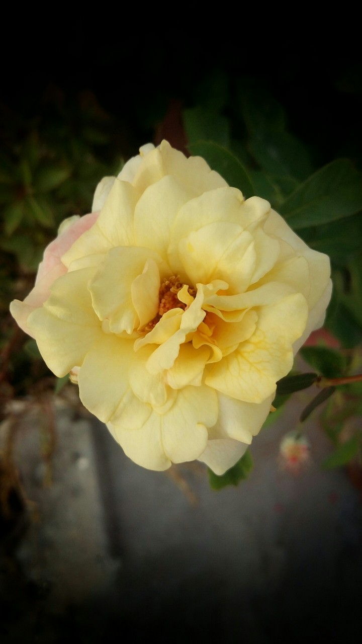 Square shaped yellow Rose