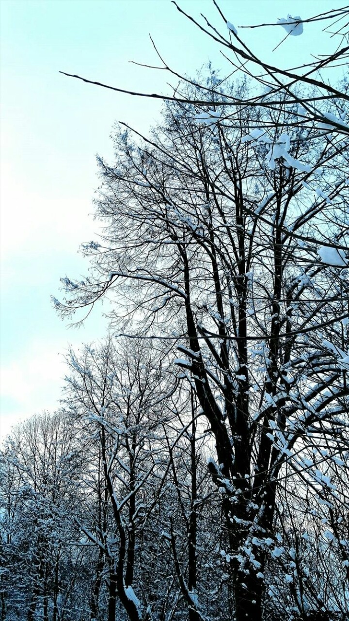 just...trees now❤❤❤