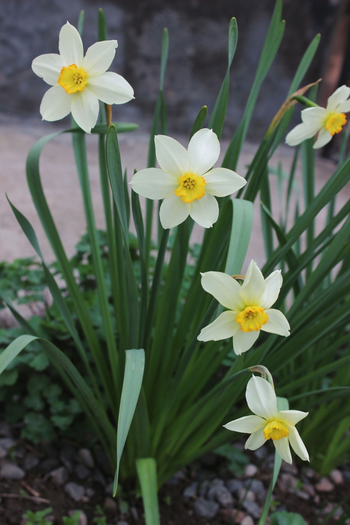 Narcissuses/Нарцис