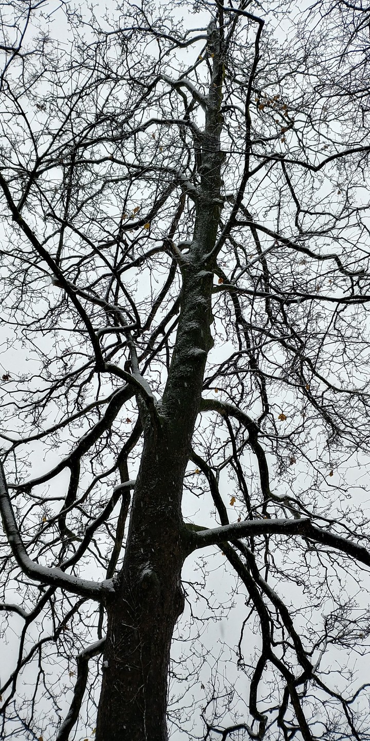 snowing