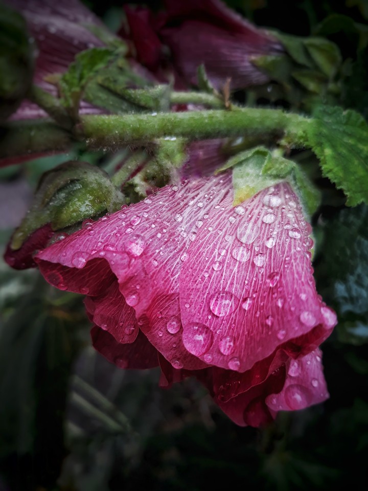 Drip-drop