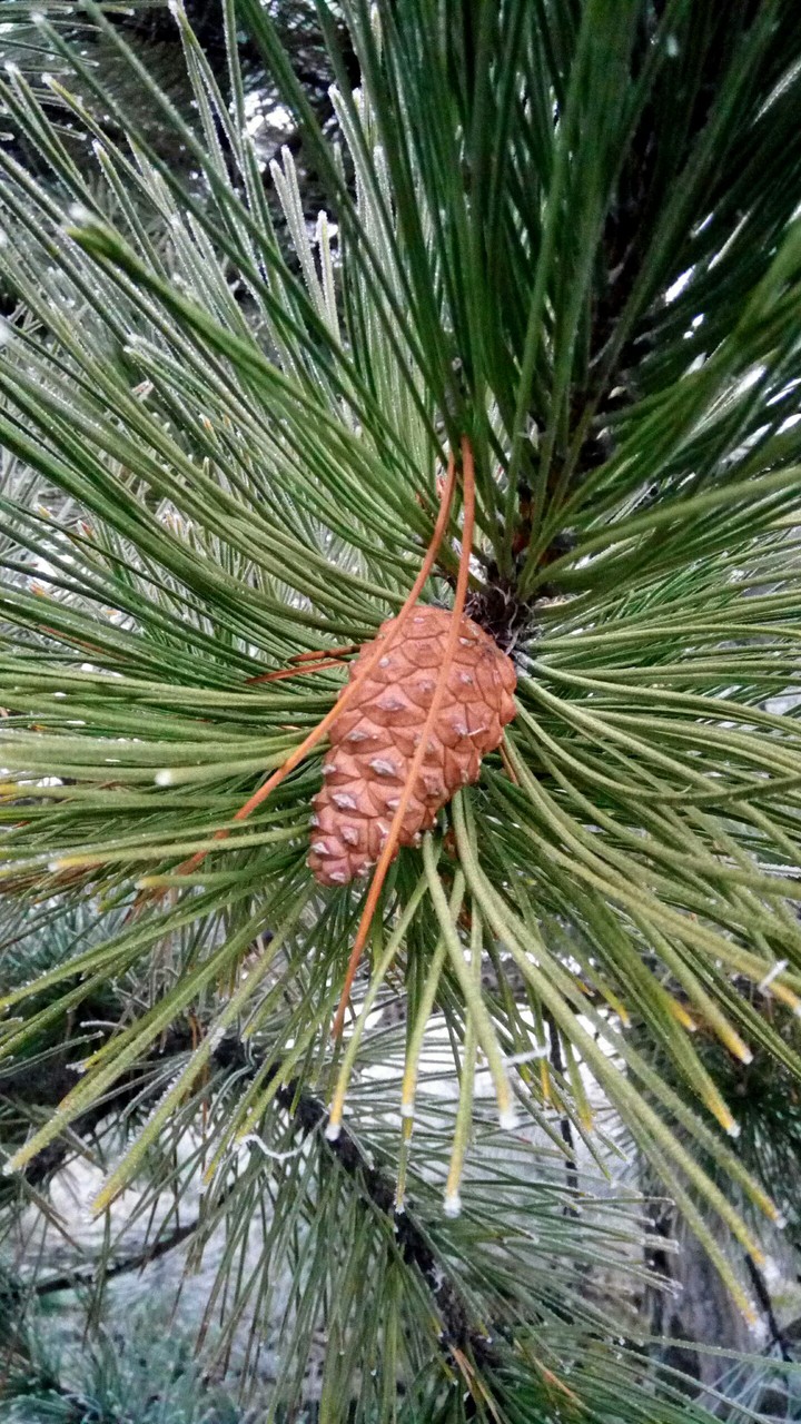 fir cones