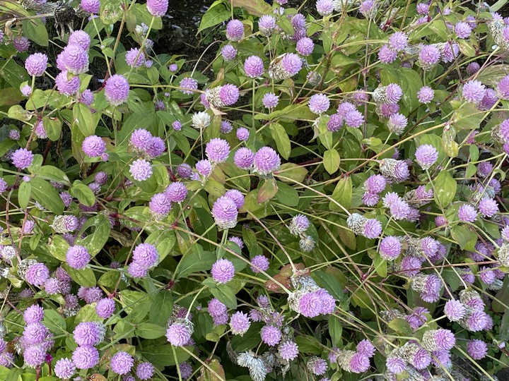 秋のお花