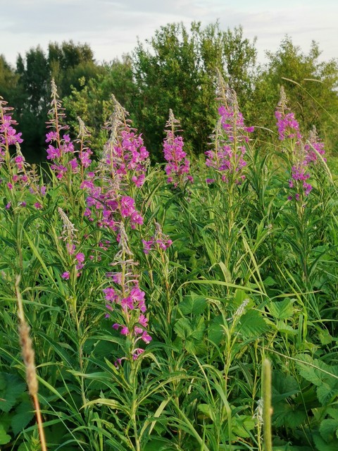grass, weald壁纸