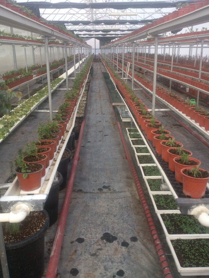 the greenhouse
