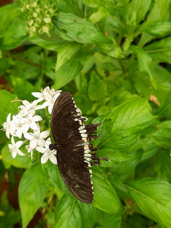 butterflies