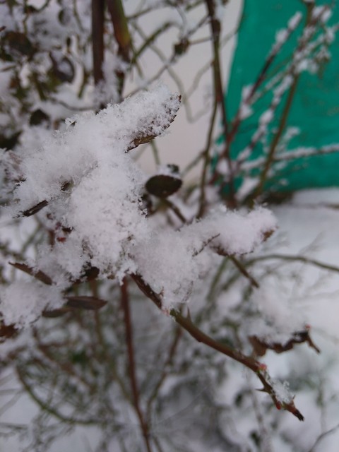 Snow