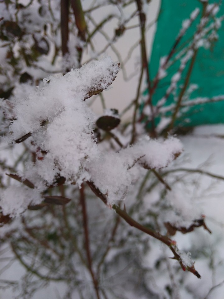 Snow