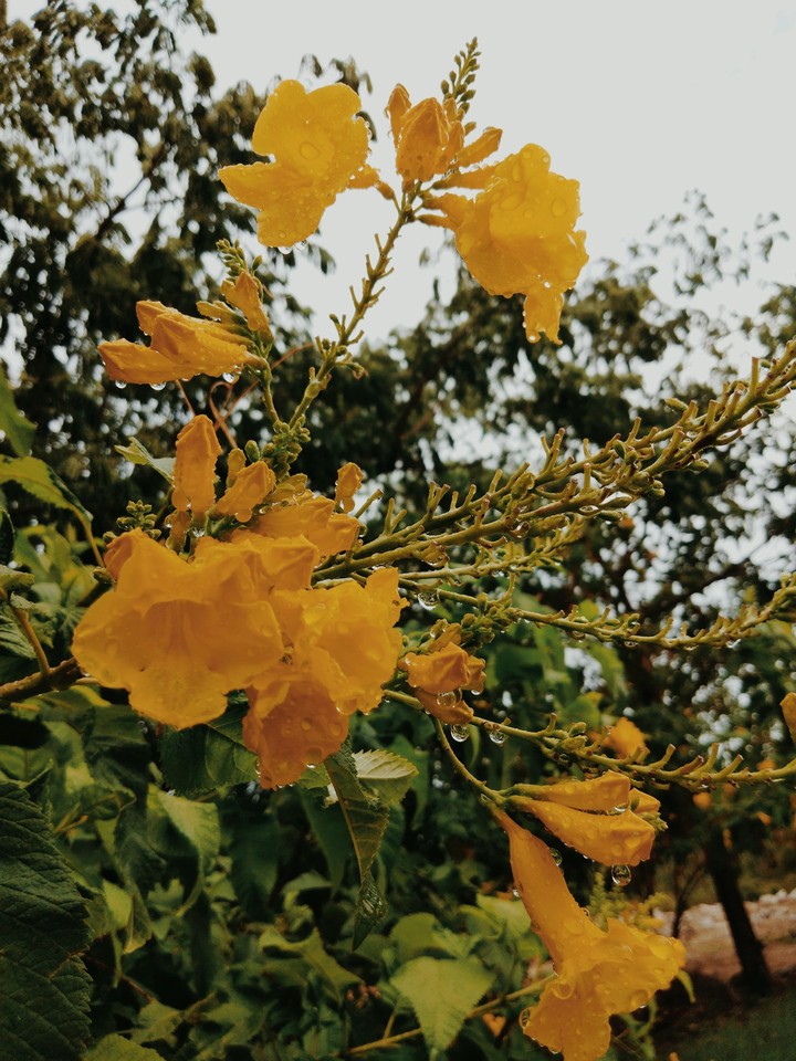Flower