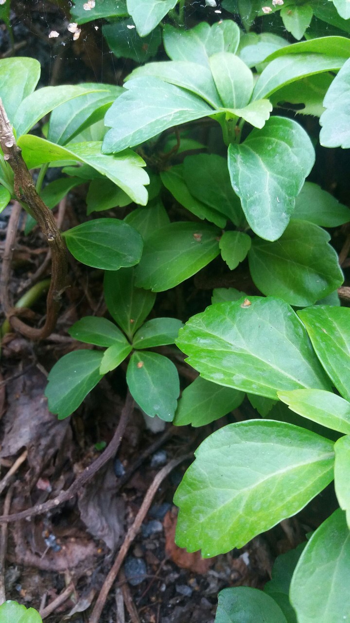 Green leaf