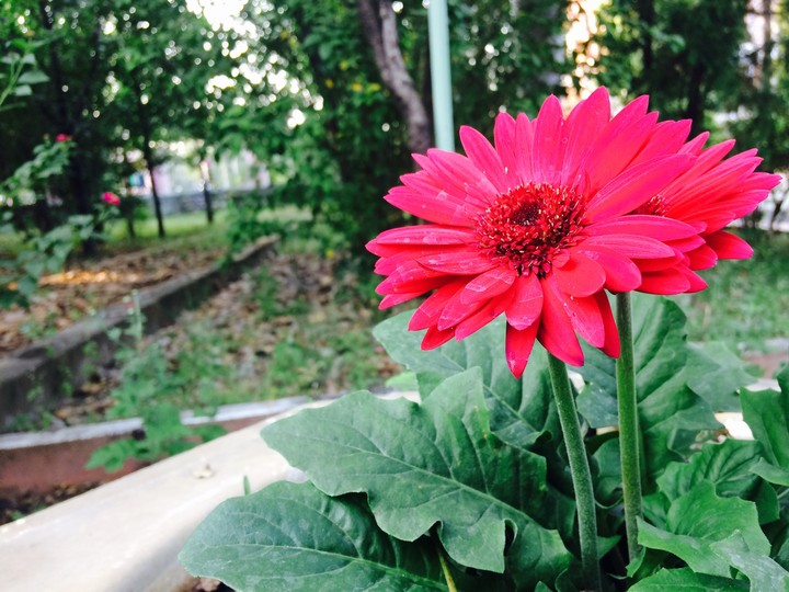 flower