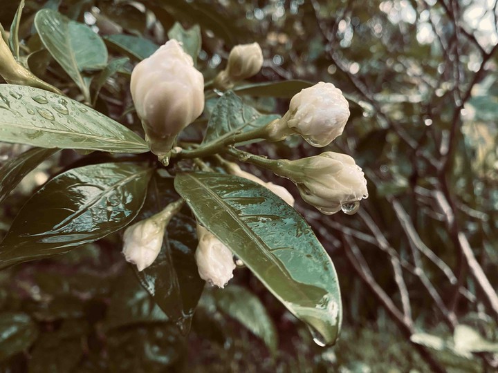 Jasmine