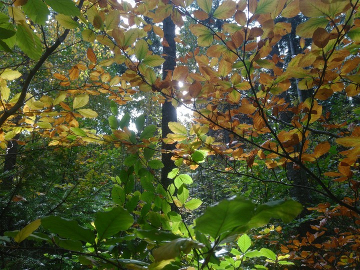 forest