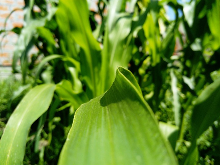 plants