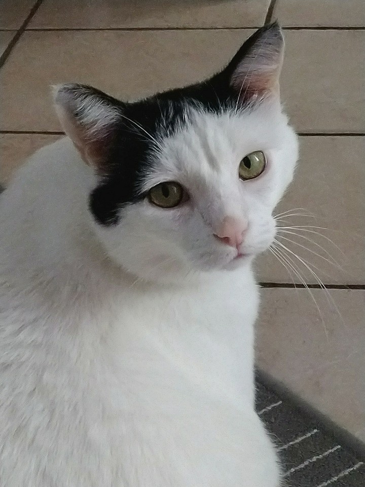 Cat Nemo