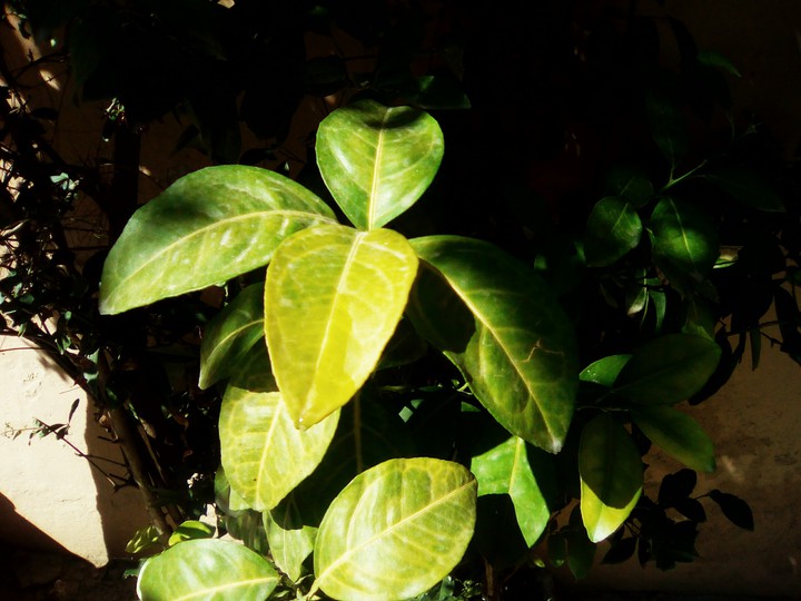 leaves