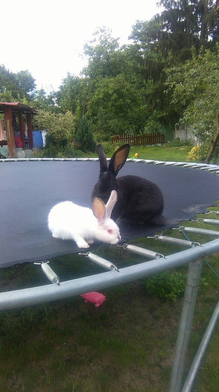 Attaccama and Attaccam