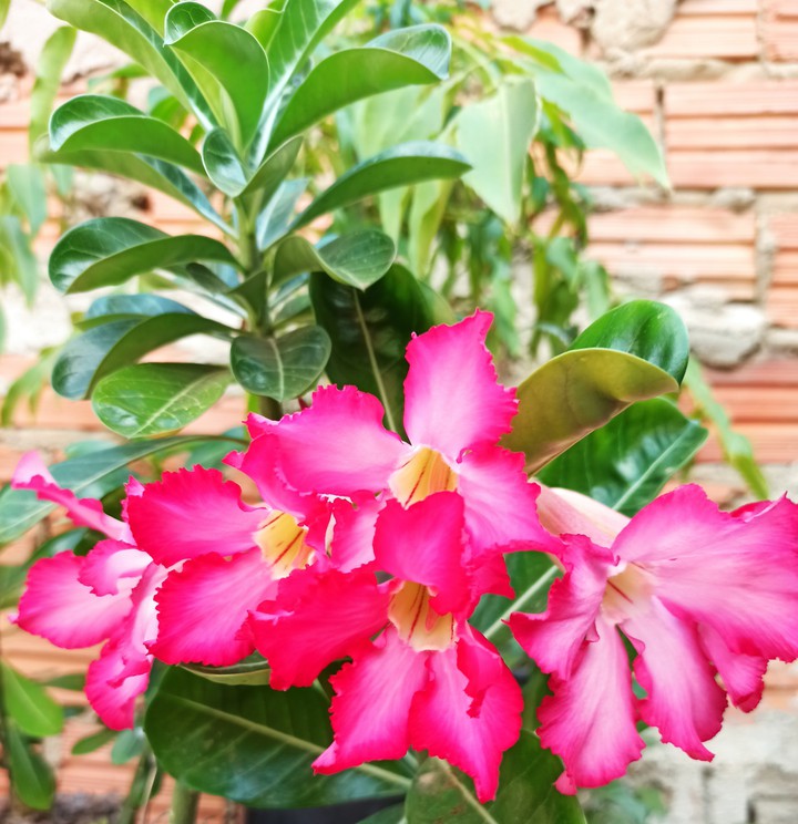 flores