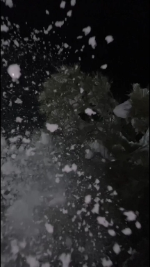 Snow
