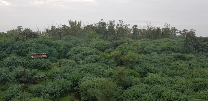 nature