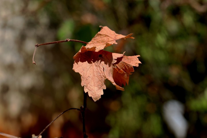 Autumn