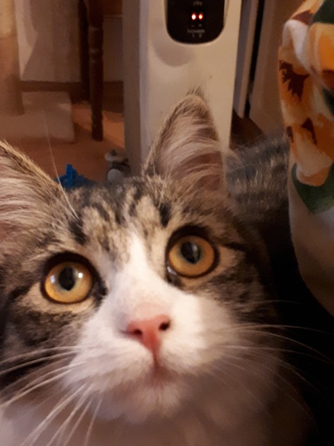 Mila❤