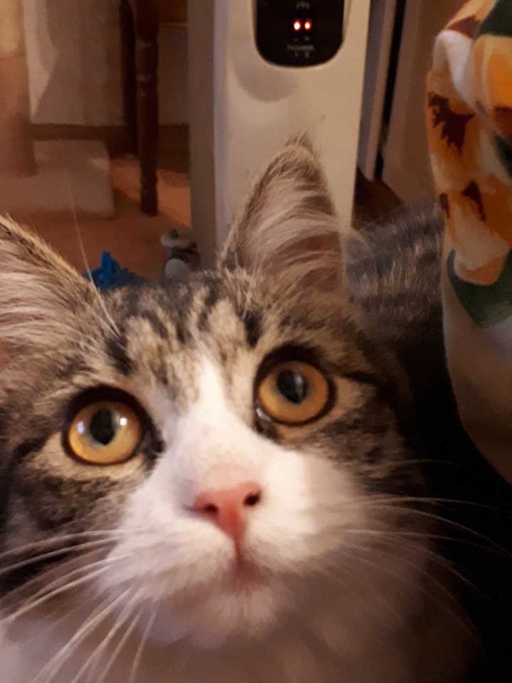 Mila❤