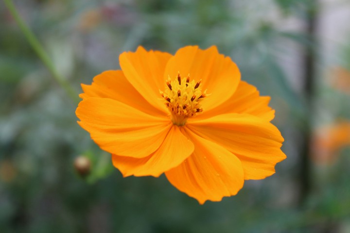 Wild flower