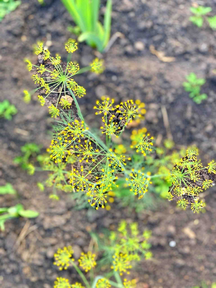 dill
