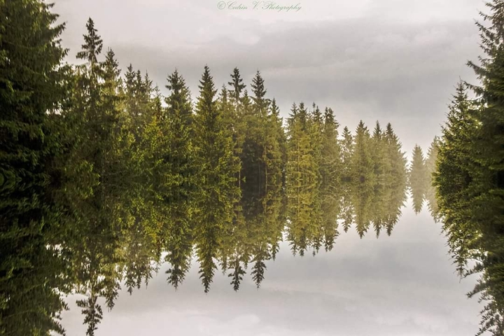 Miror Forest
