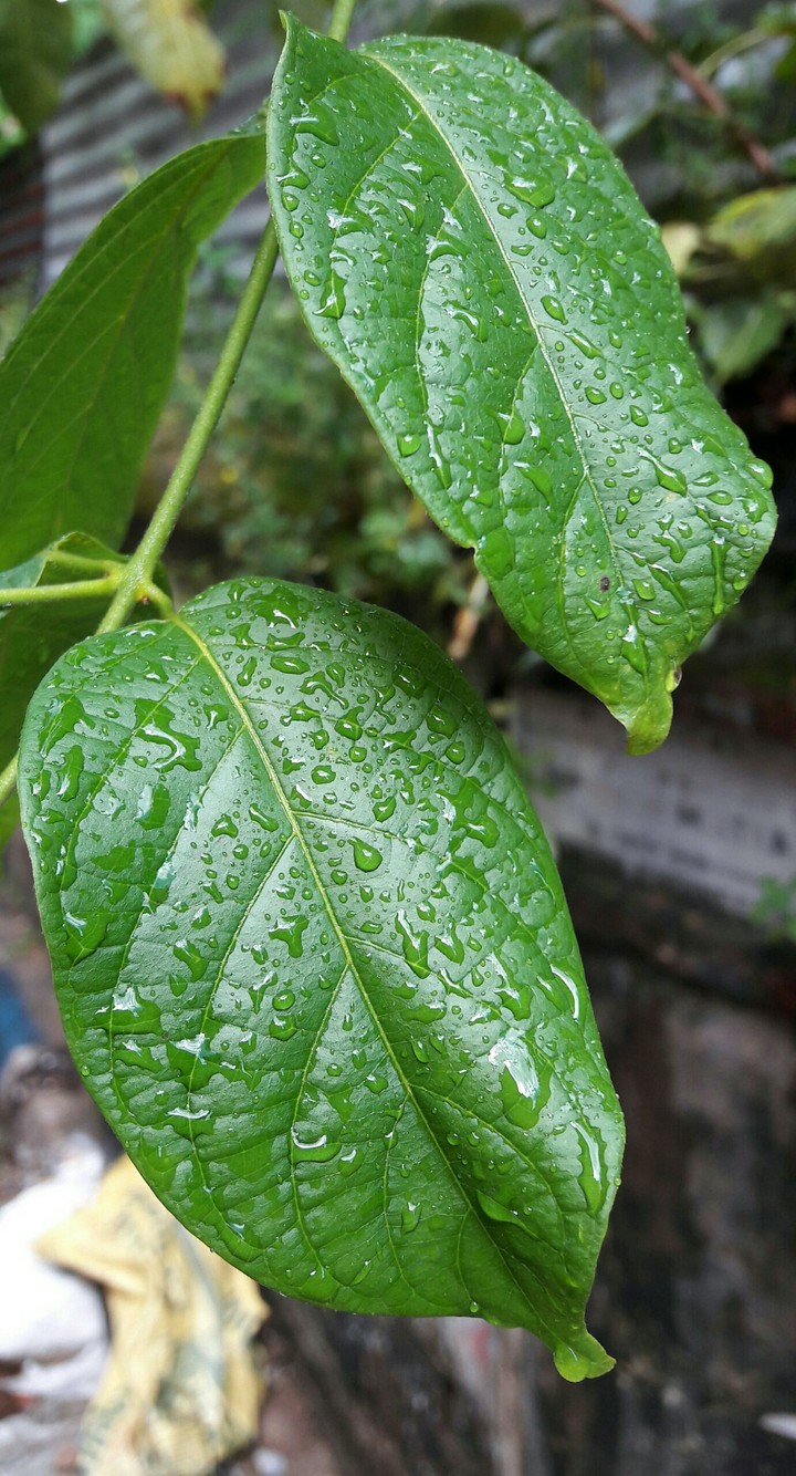 After rain.