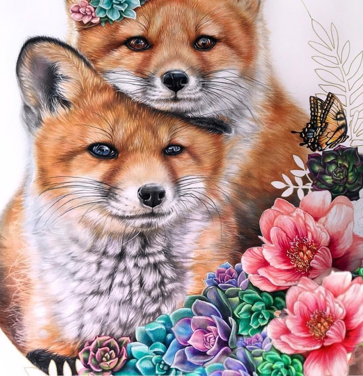 Red fox