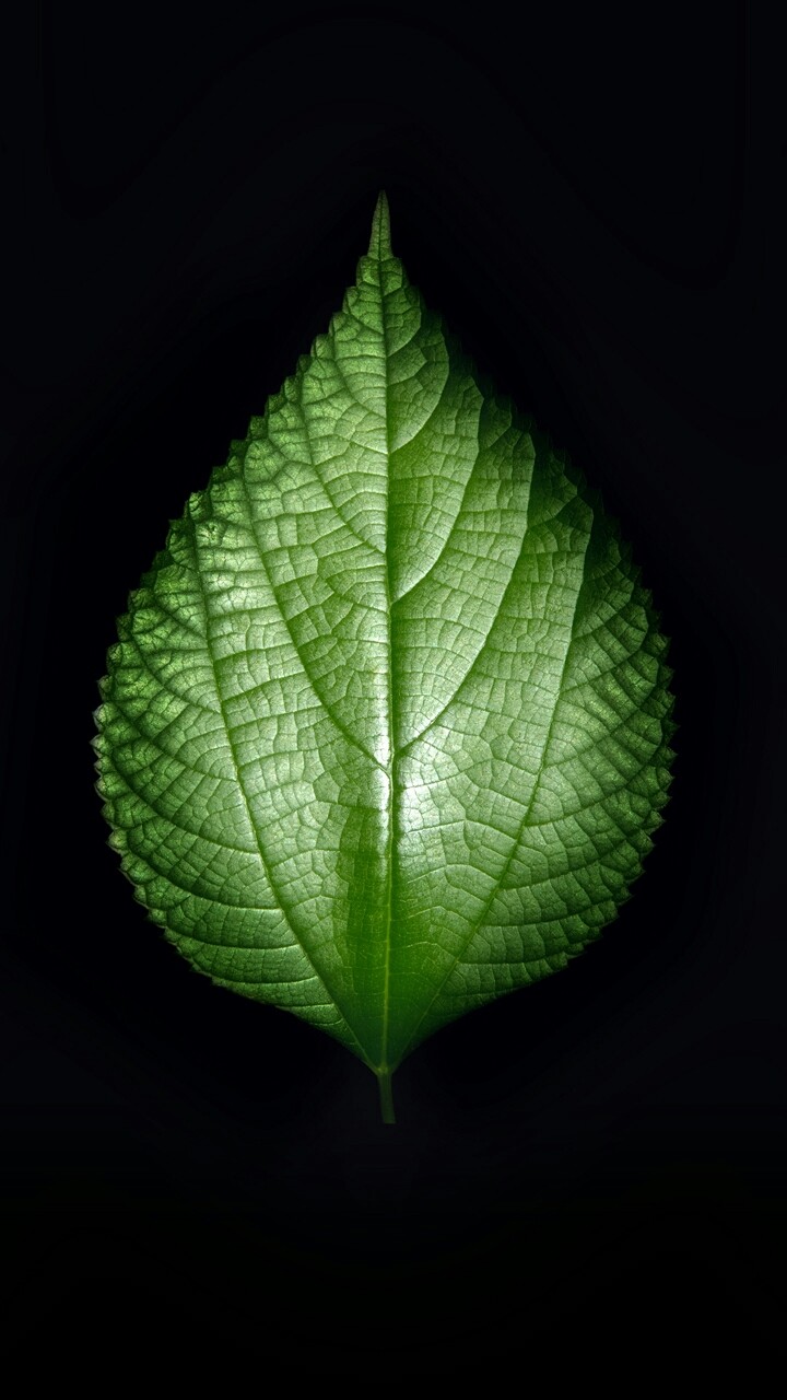 Tree Lep