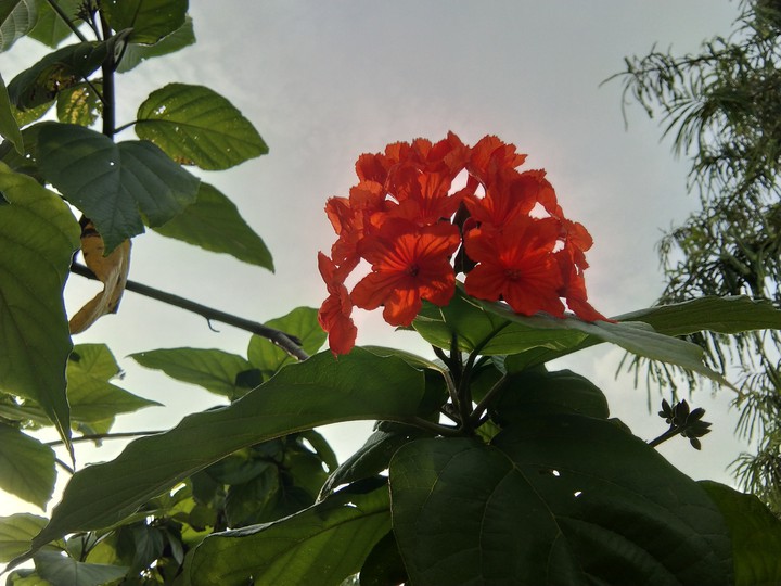 Flower