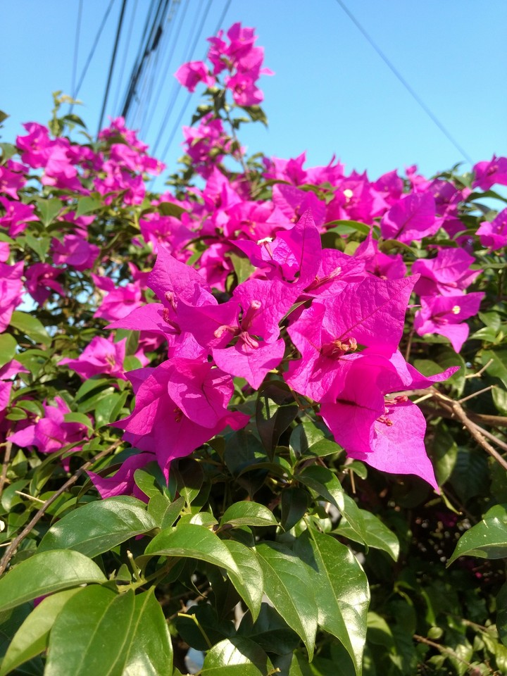 flowers pink