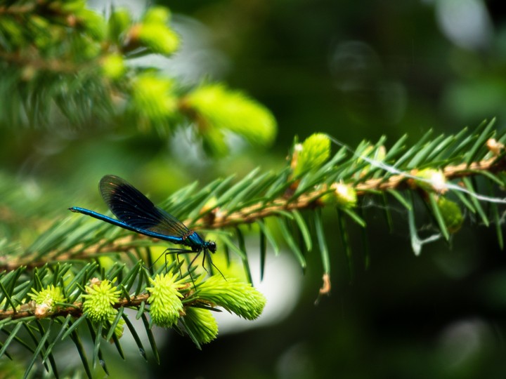 Some butterfly