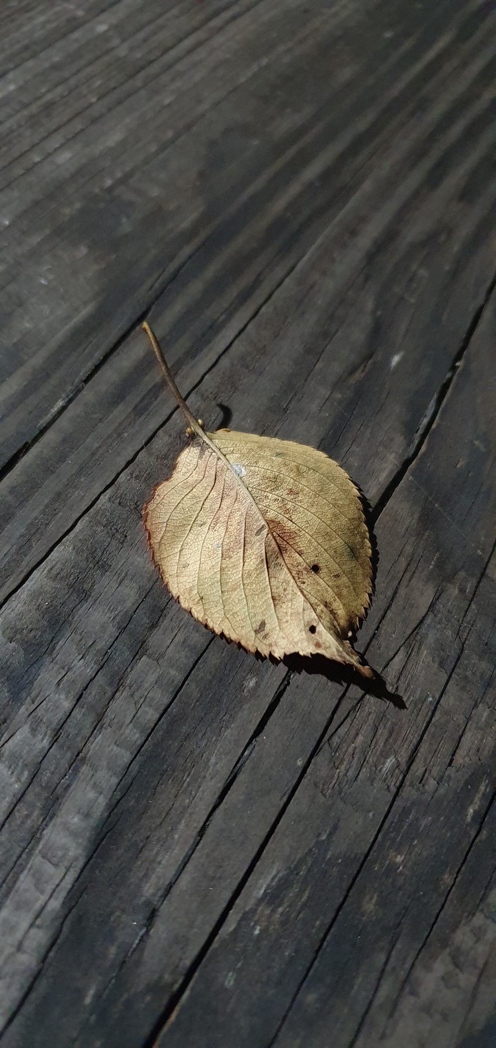 Autumn leaf
